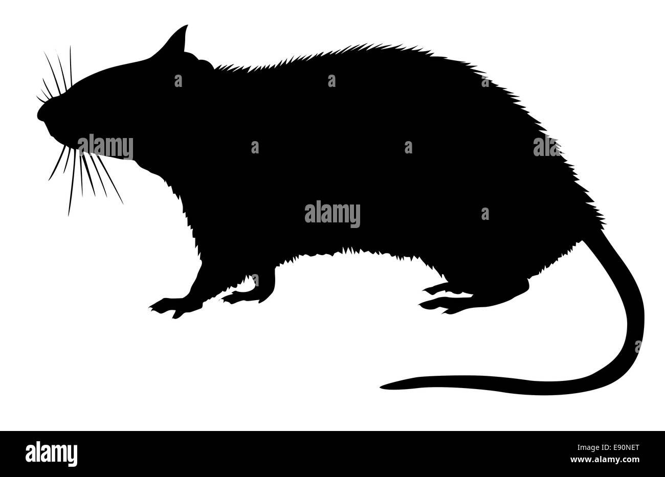 silhouette of the rat on white background Stock Photo
