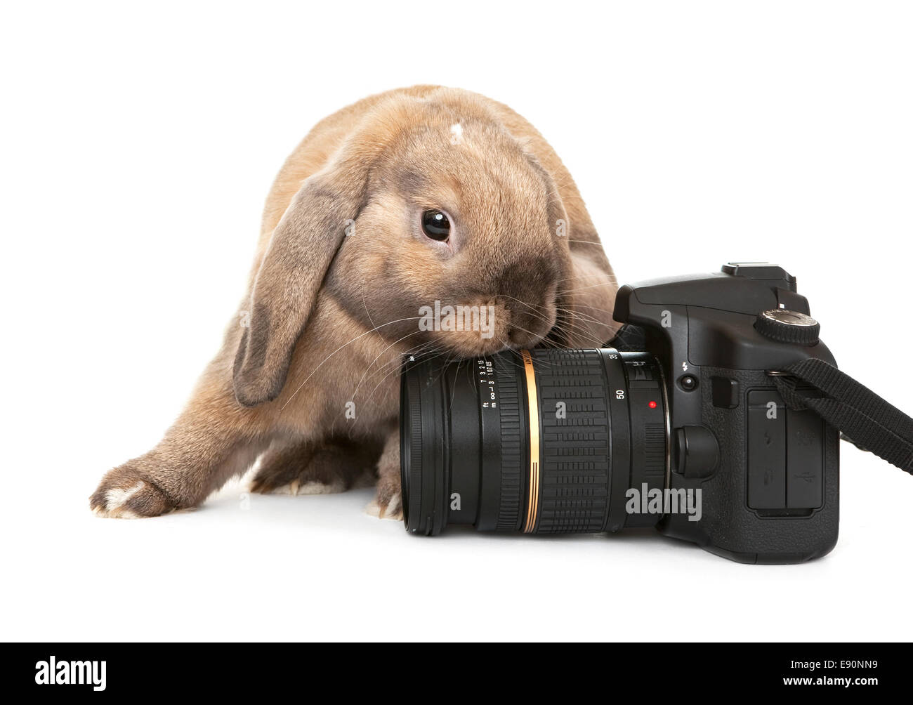 Dwarf rabbit with a digital SLR camera Stock Photo - Alamy