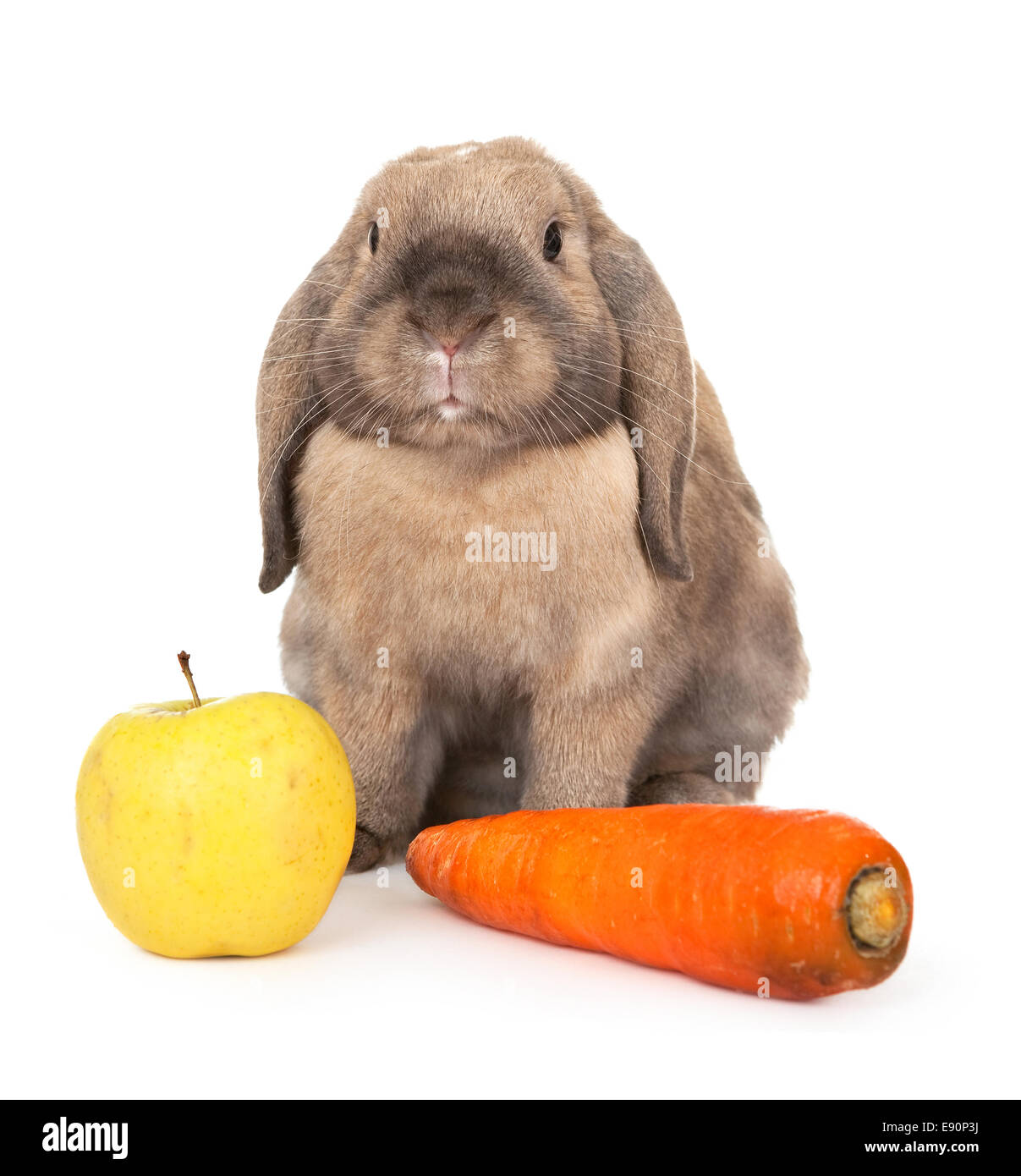 Dwarf rabbit with carrots and apple Stock Photo Alamy