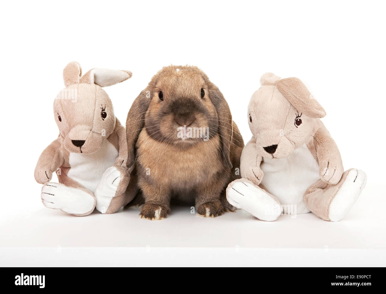 Dwarf rabbit in the company of toy rabbits Stock Photo Alamy