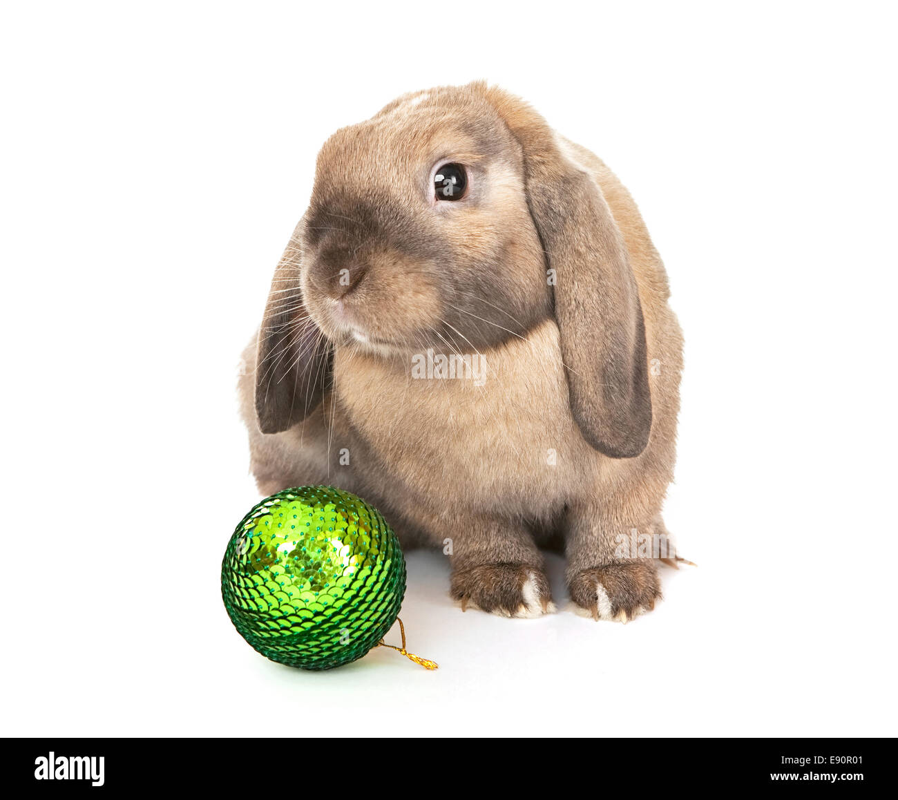 Dwarf rabbit with a Christmas toy Stock Photo Alamy