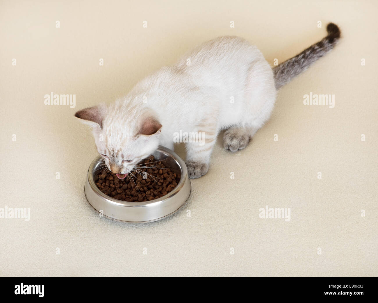 Kitten is eating dry food Stock Photo Alamy