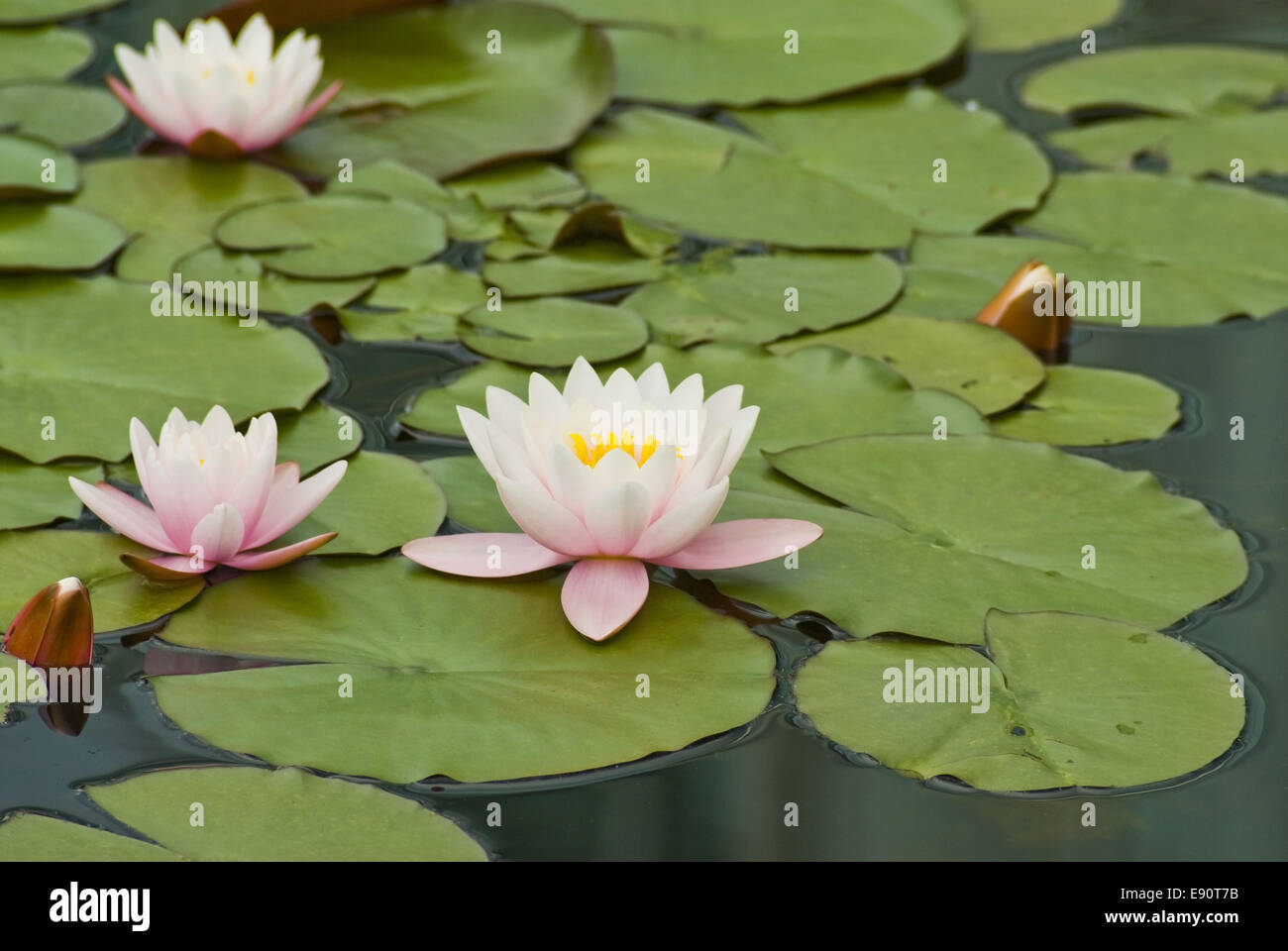 Water Lily Stock Photo