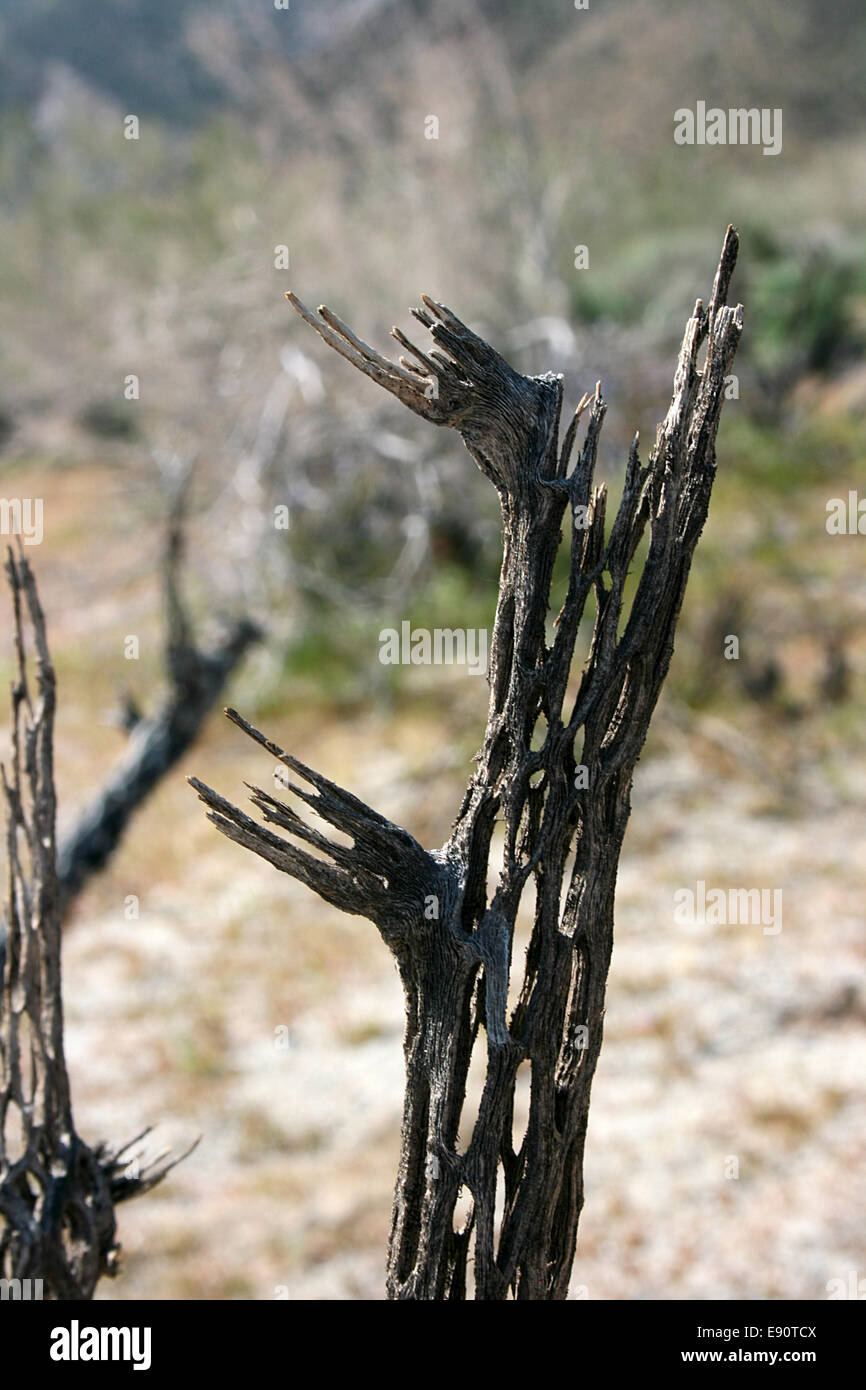 Dried Up Cactus High Resolution Stock Photography and Images Alamy