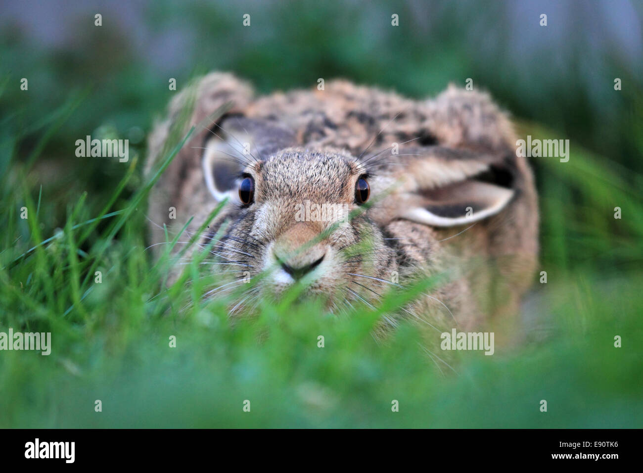 European Hare or Brown Hare Stock Photo