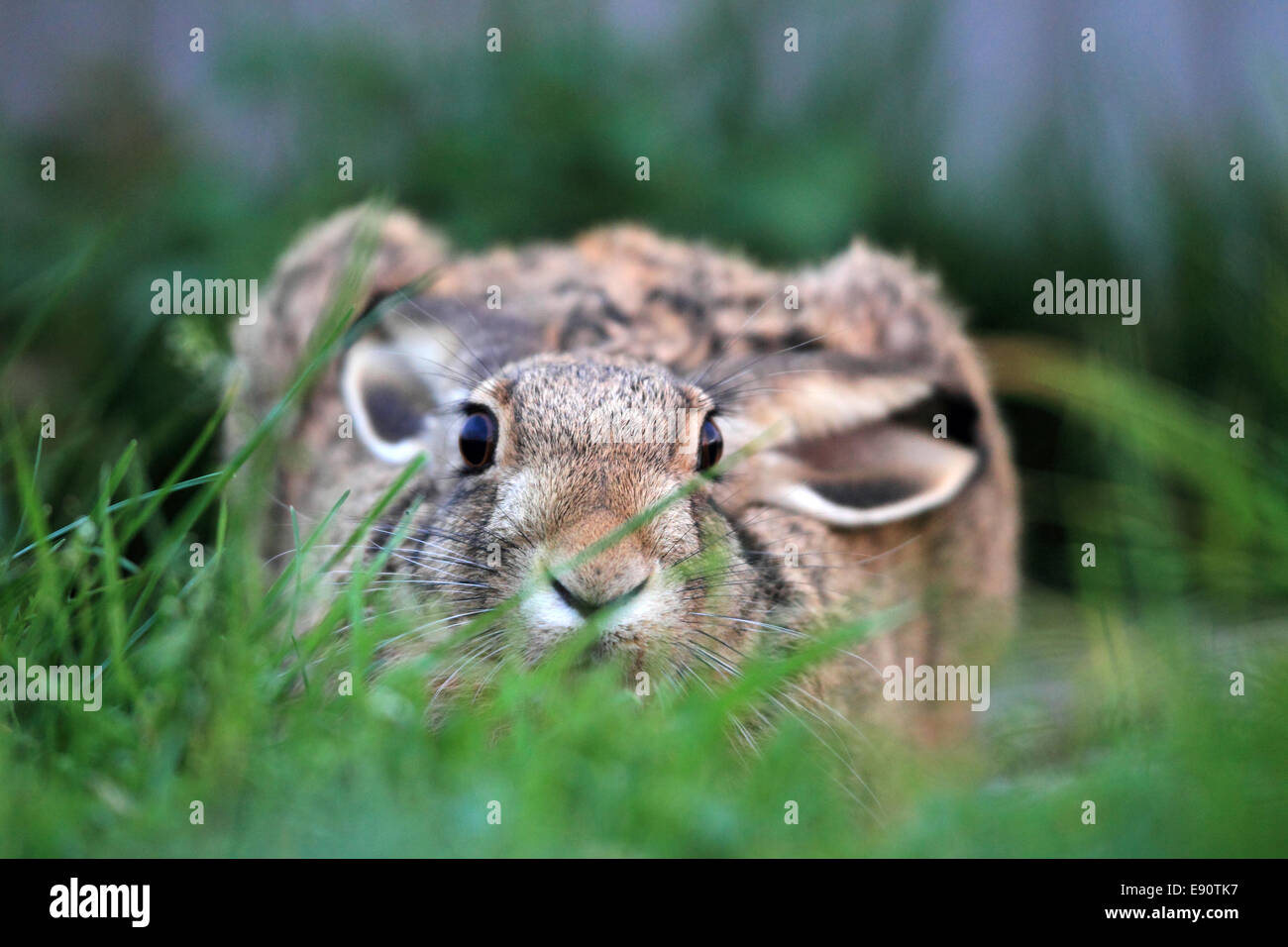 European Hare or Brown Hare Stock Photo