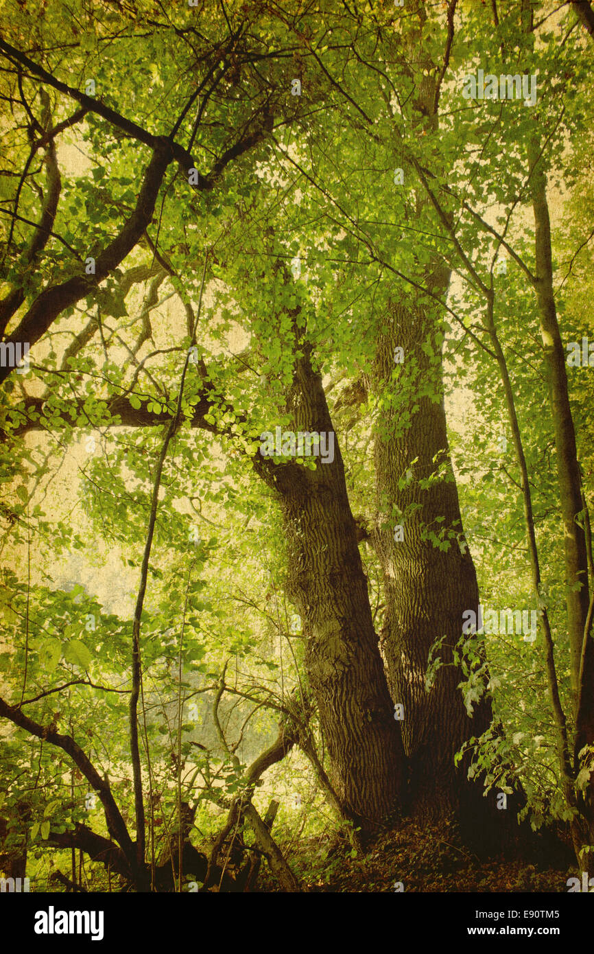 vintage trees background Stock Photo - Alamy