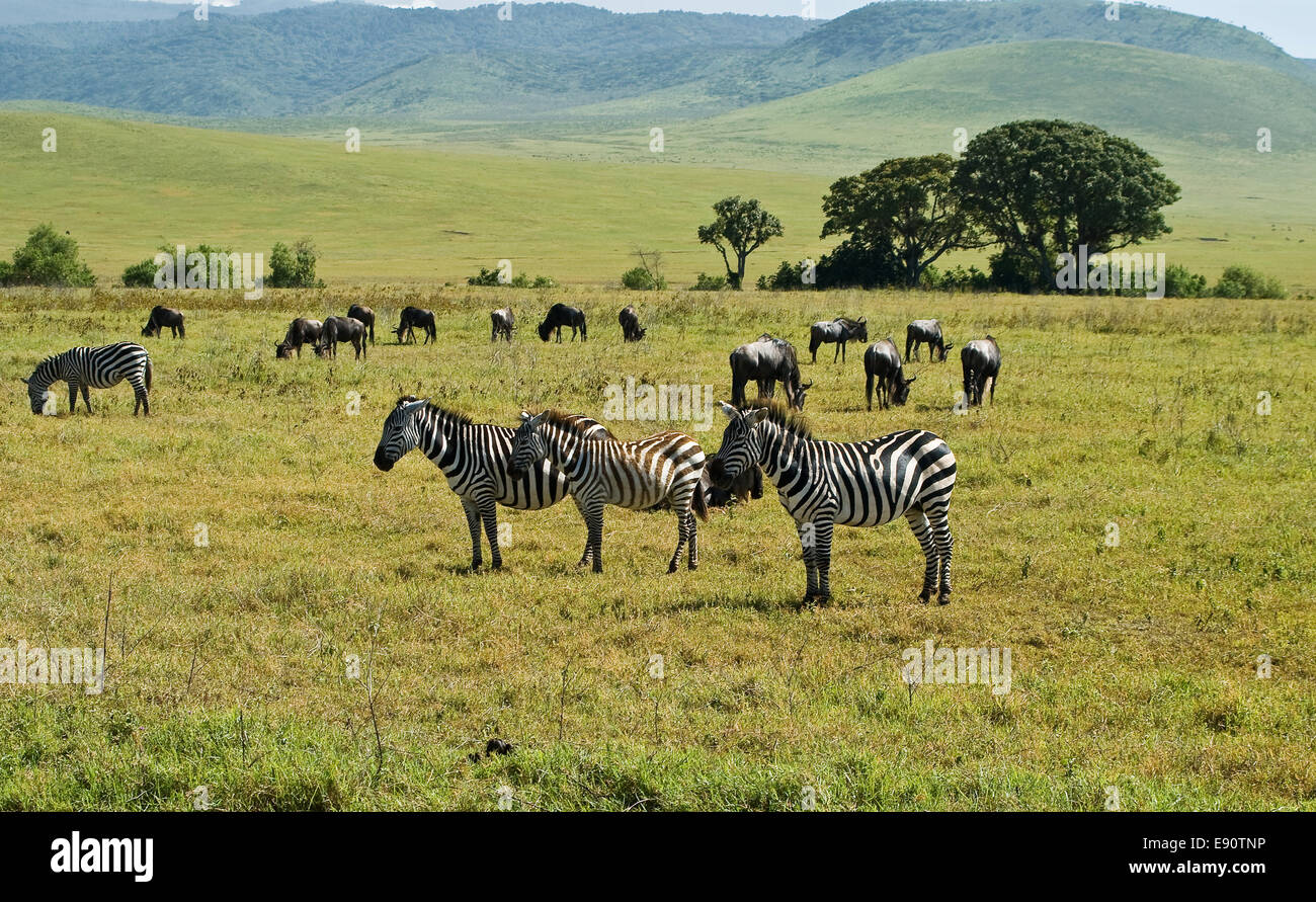 Zebras Stock Photo