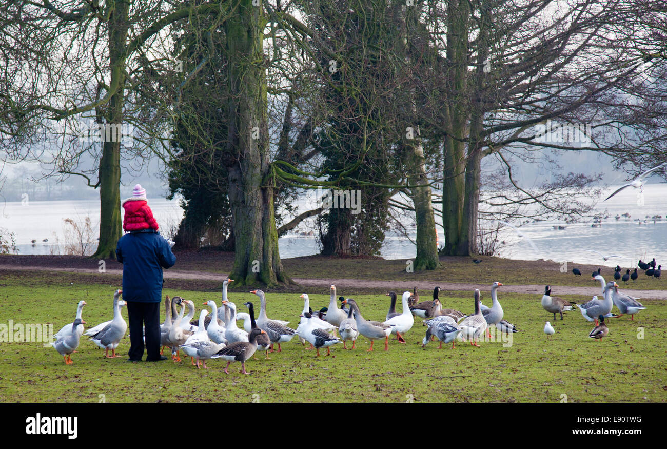 Elderly man with child and geese Stock Photo Alamy