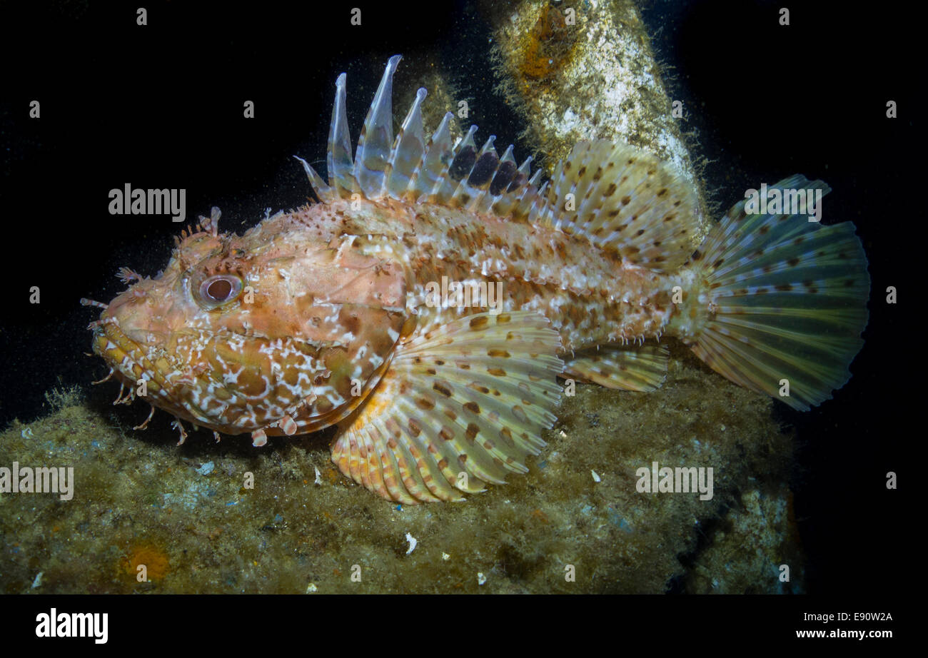 Scorpionfish , Rockfish, Scorpaena scrofa, close-up form the Mediterranean Sea. Stock Photo
