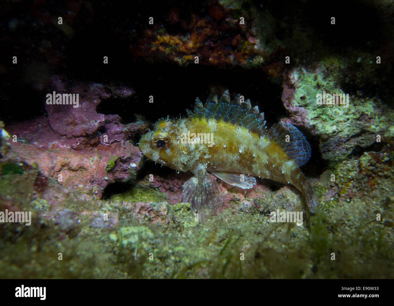 Small Rockfish, Scorpaena notate, on algae covered rock. Stock Photo