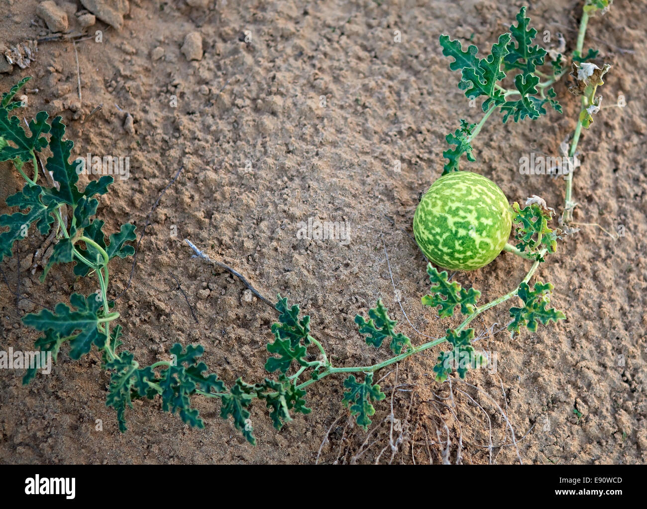 Wild watermelons in the desert Stock Photo Alamy