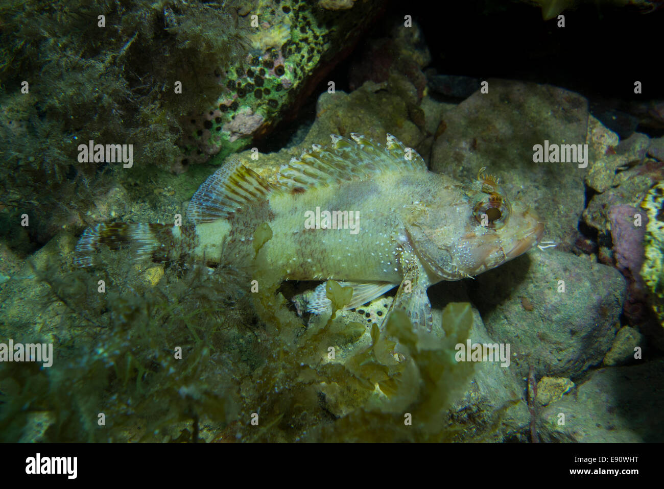 Small Rockfish, Scorpaena notate, on algae covered rock. Picture was taken in Malta. Stock Photo