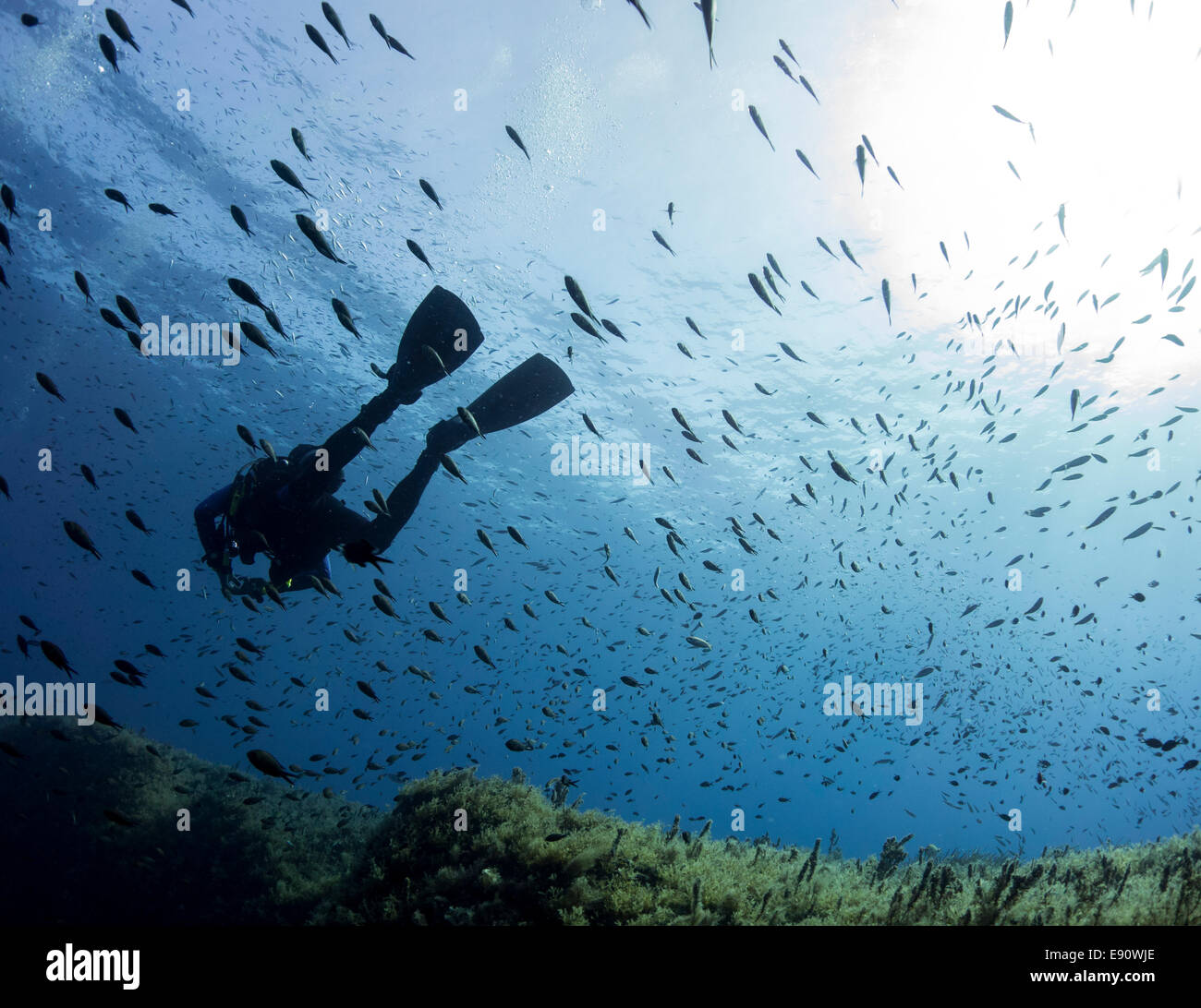 Diver within a swarm of small fishes in the Mediterranean Sea at Lantern Point in Comino, Malta. Stock Photo