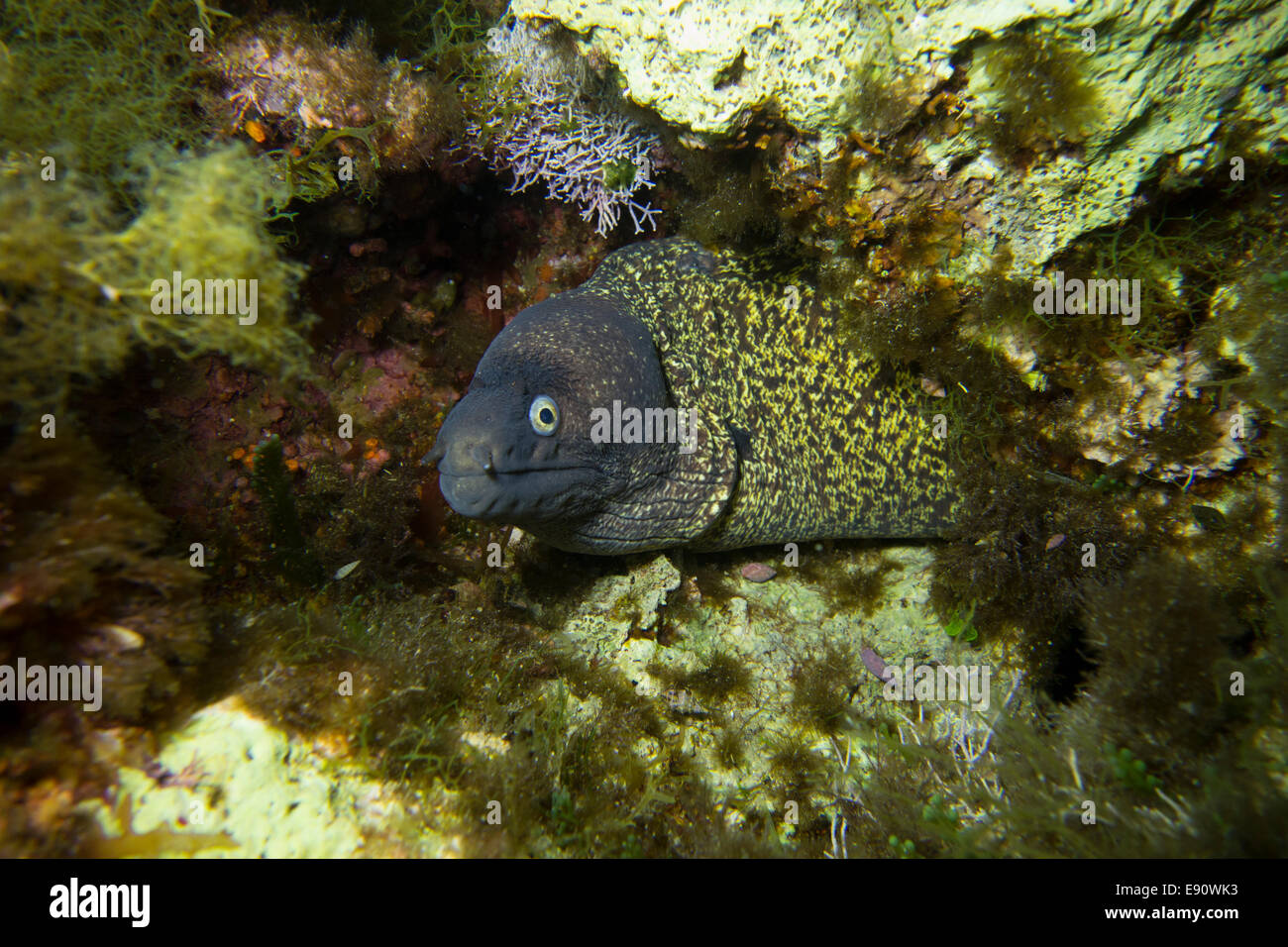 Portrait of a Mediterranean Moray eel (Muraena helena). Stock Photo