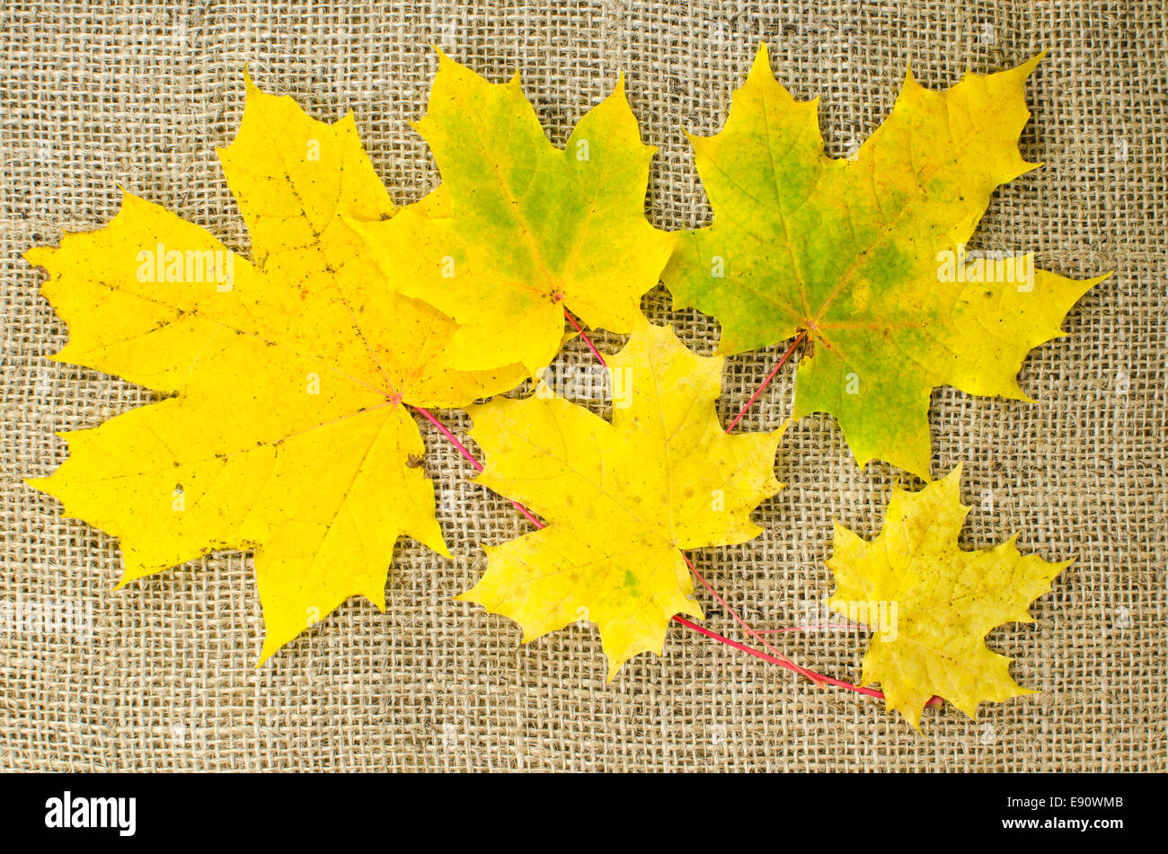 Bunch yellow maple leaves hi-res stock photography and images - Alamy
