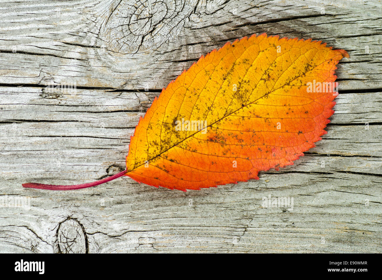 Single autumn colored leaf at an old weathered wooden surface Stock Photo