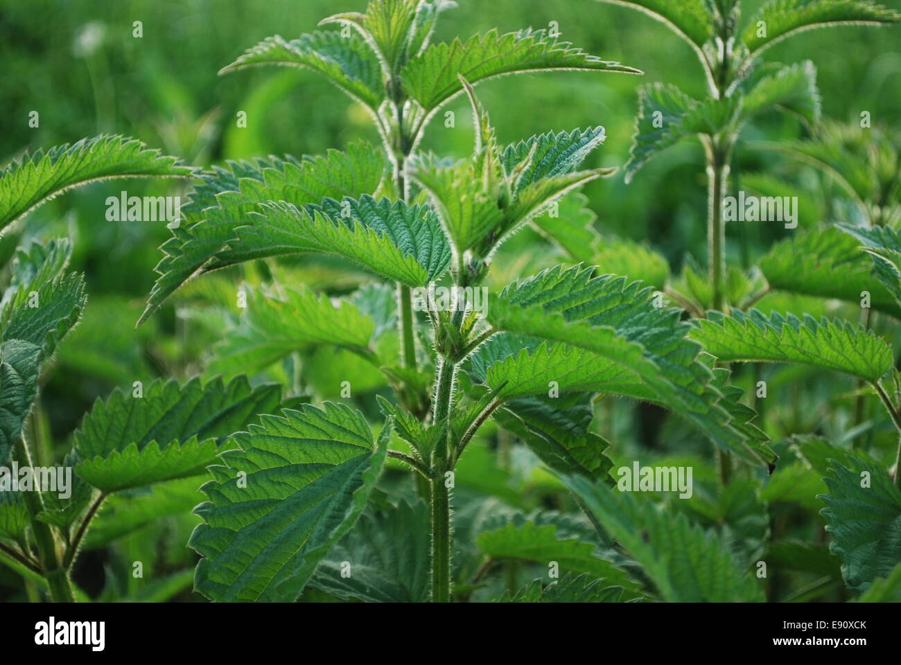 nettle Stock Photo