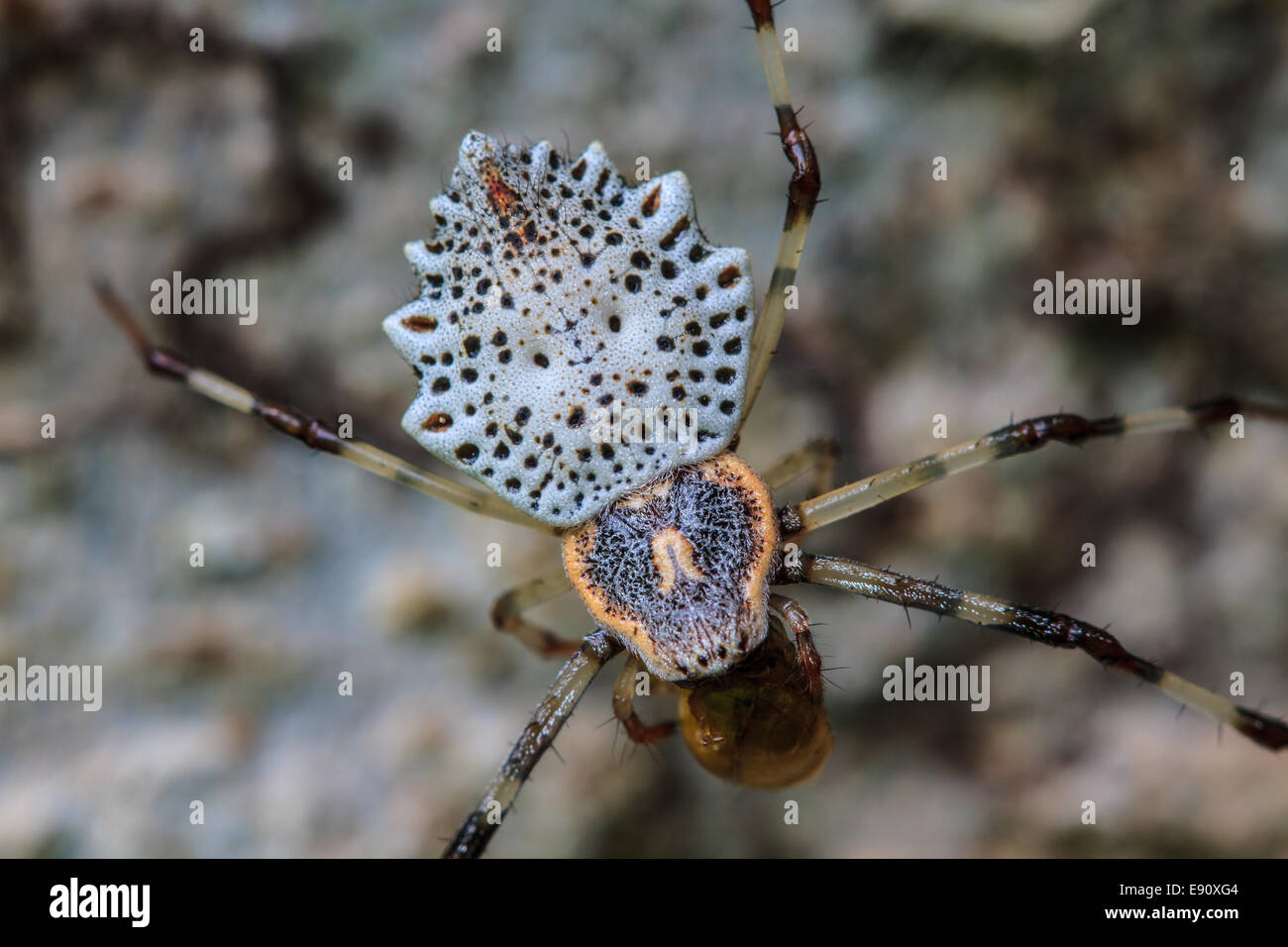 white spider is staying in web on tree Stock Photo