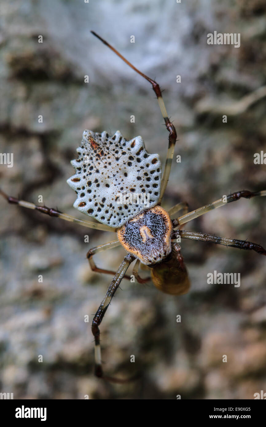 white spider is staying in web on tree Stock Photo