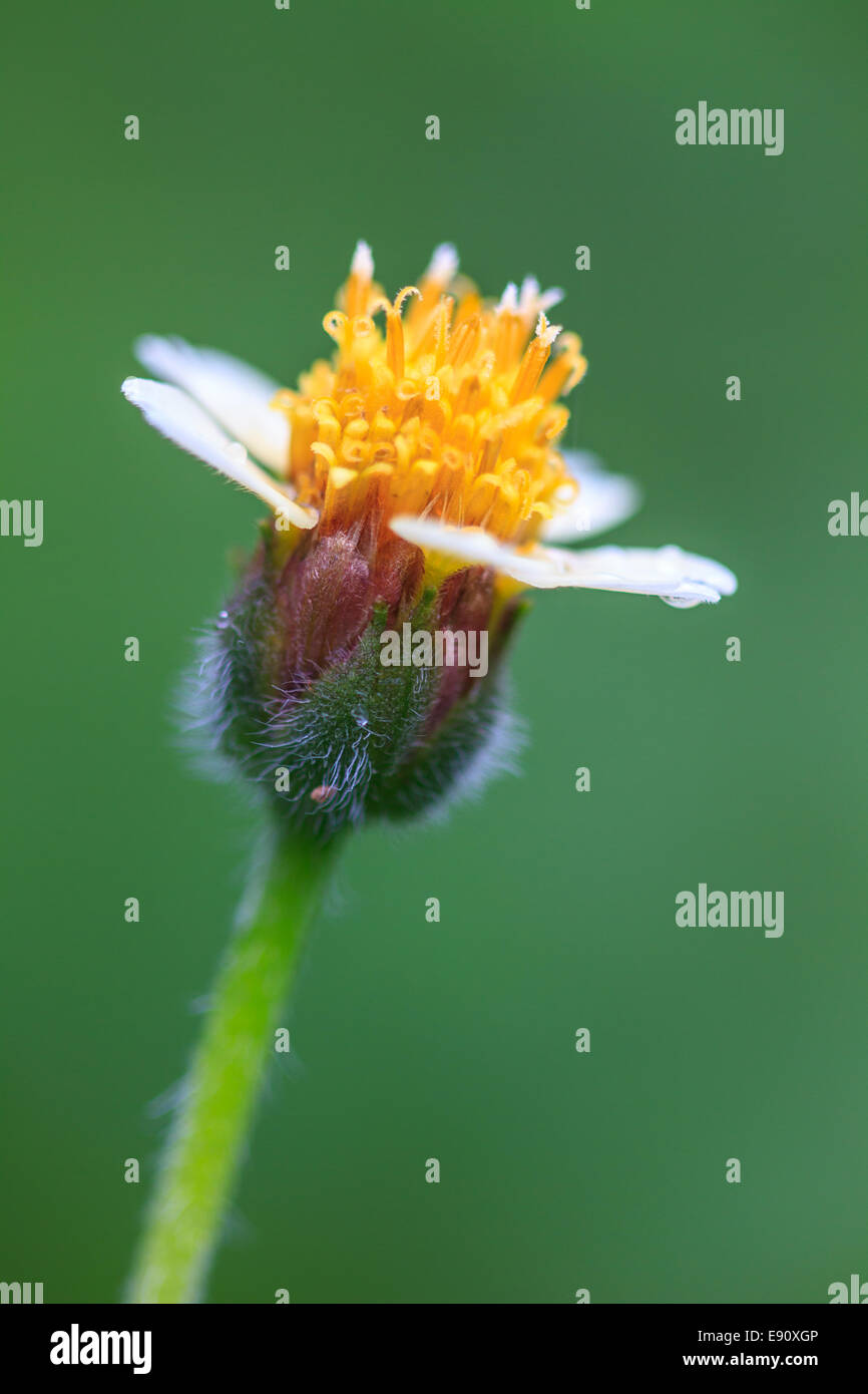 beautiful wild flower in forest, nature background Stock Photo - Alamy