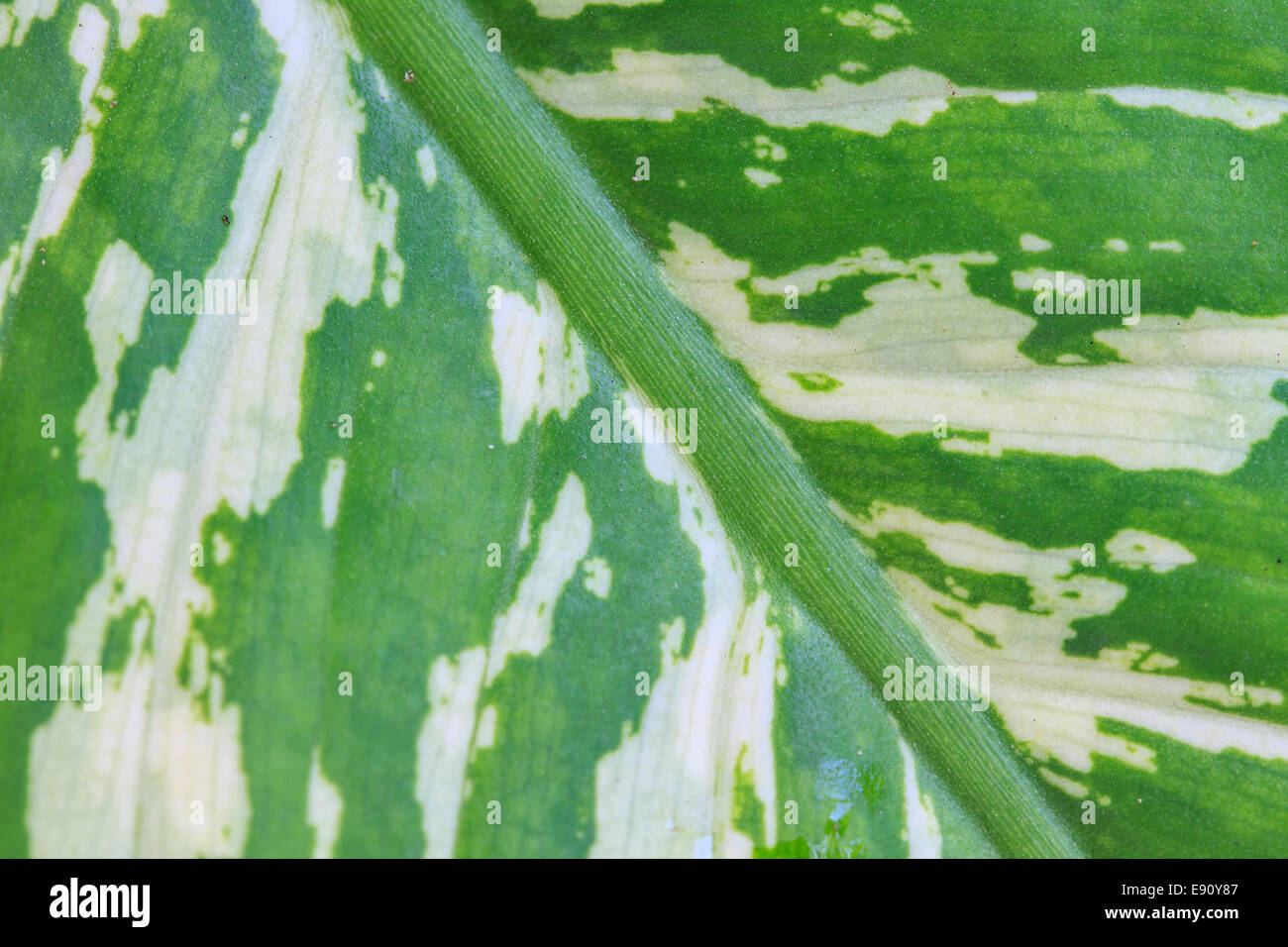 Abstract green leaf texture for background, close up nature Stock Photo ...