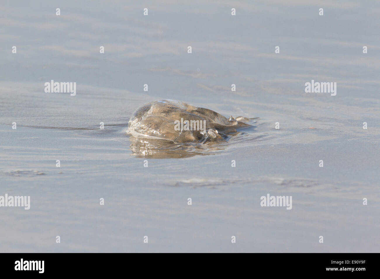 Jellyfish washed up on the beach. Stock Photo