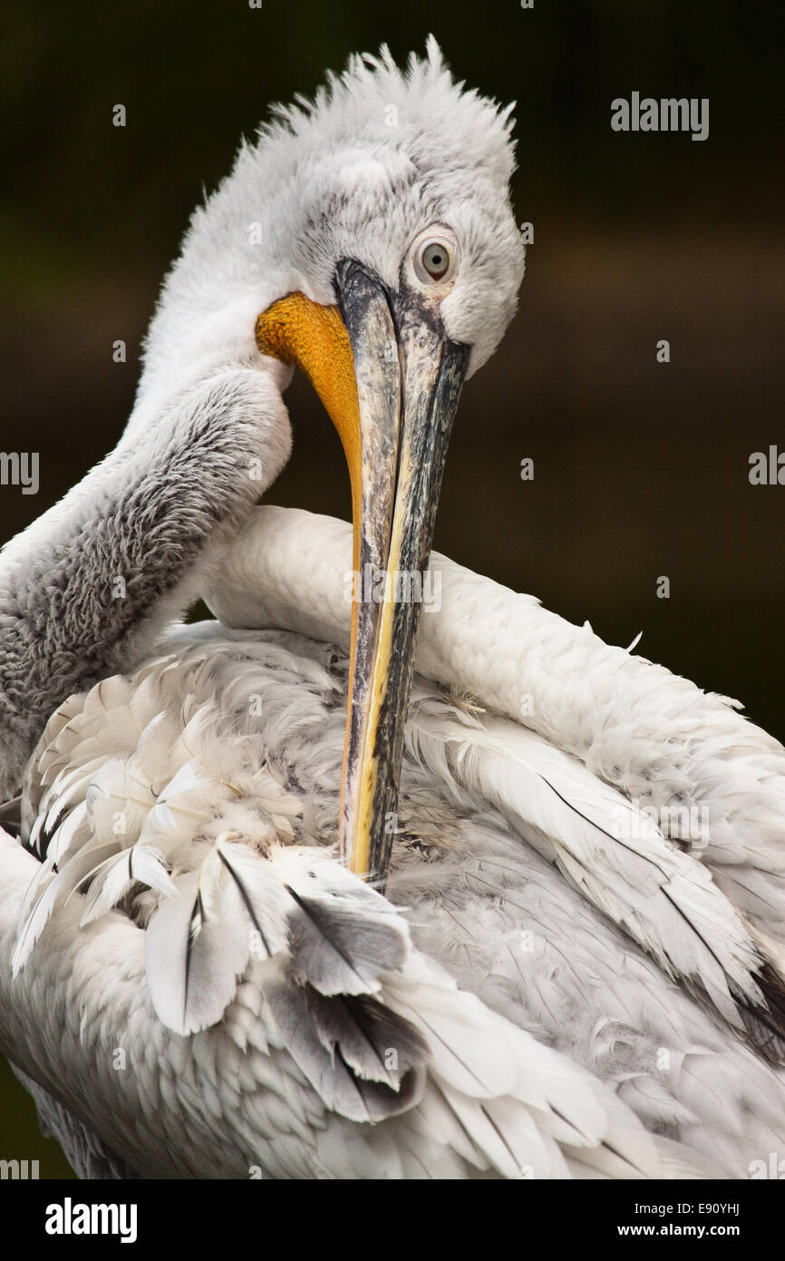 Dalmatian Pelican Stock Photo