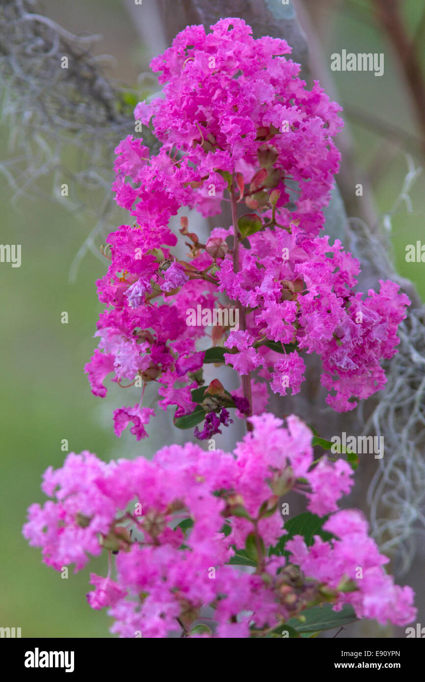 Crepe myrtle flowers and branches (Lagerstroemia sp Stock Photo Alamy