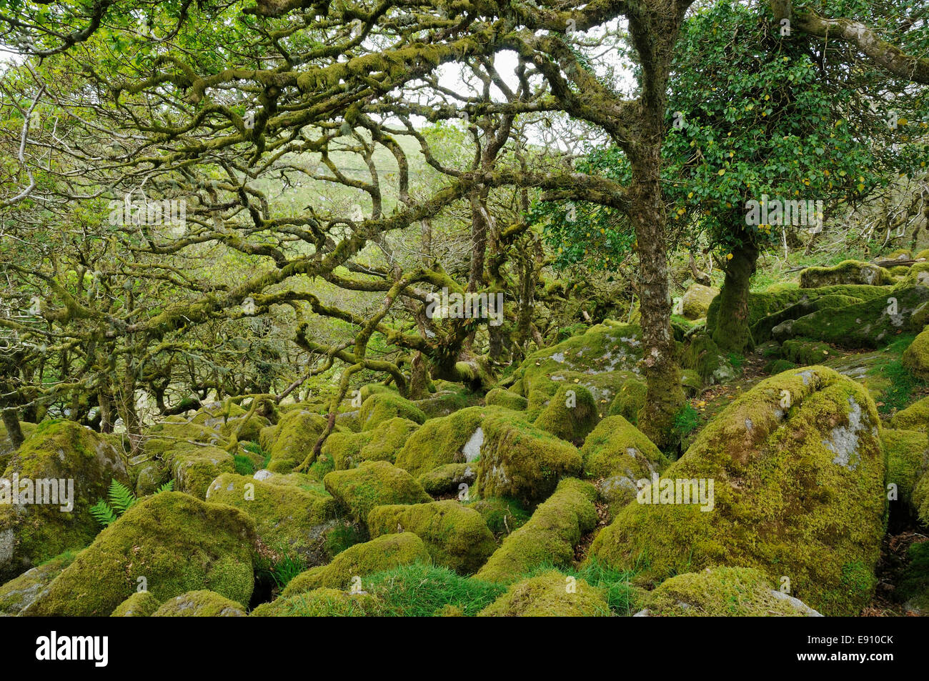 Moss covered Granite Boulders & Oak Trees with epiphytic mosses