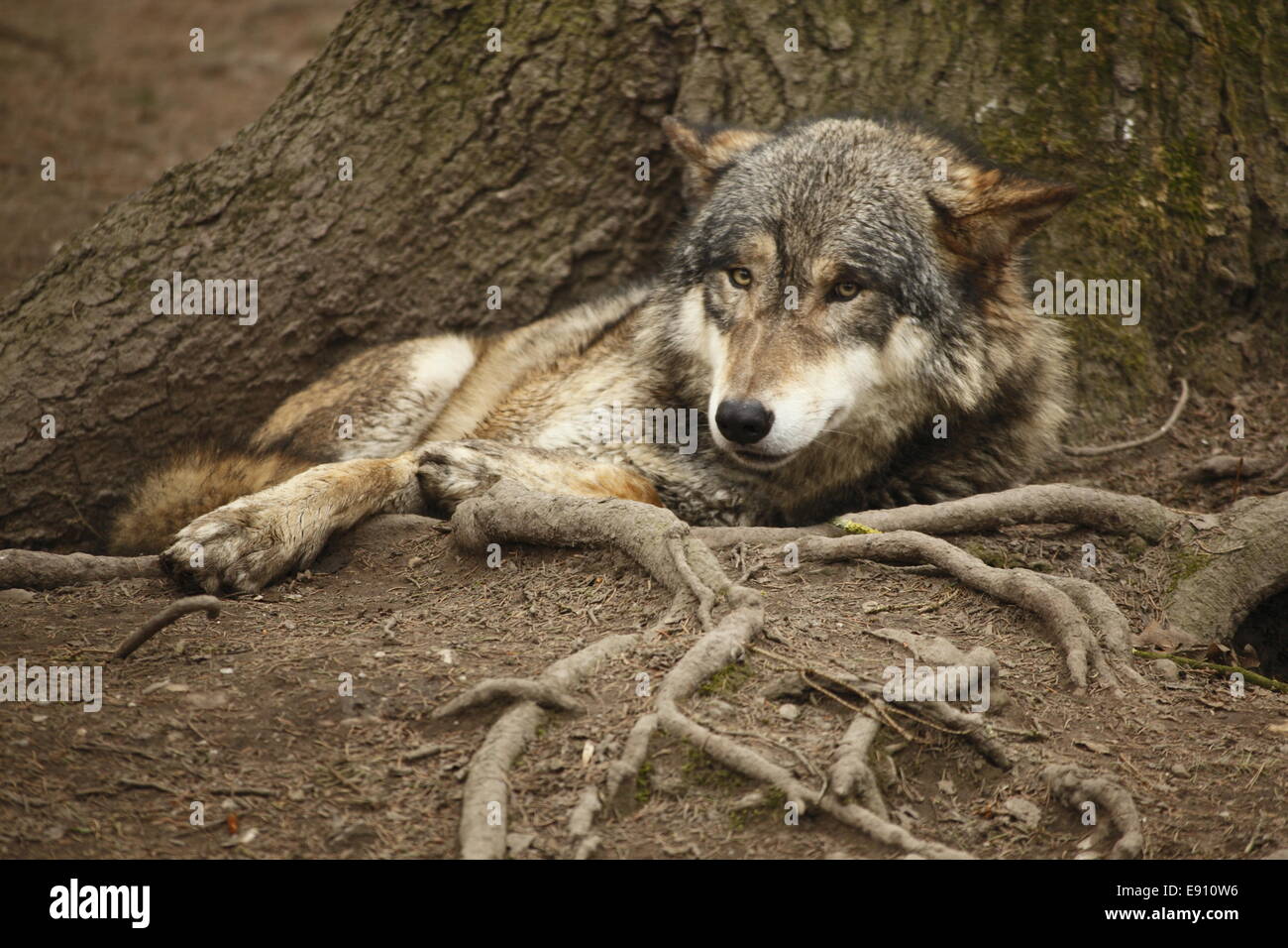 laying wolf Stock Photo