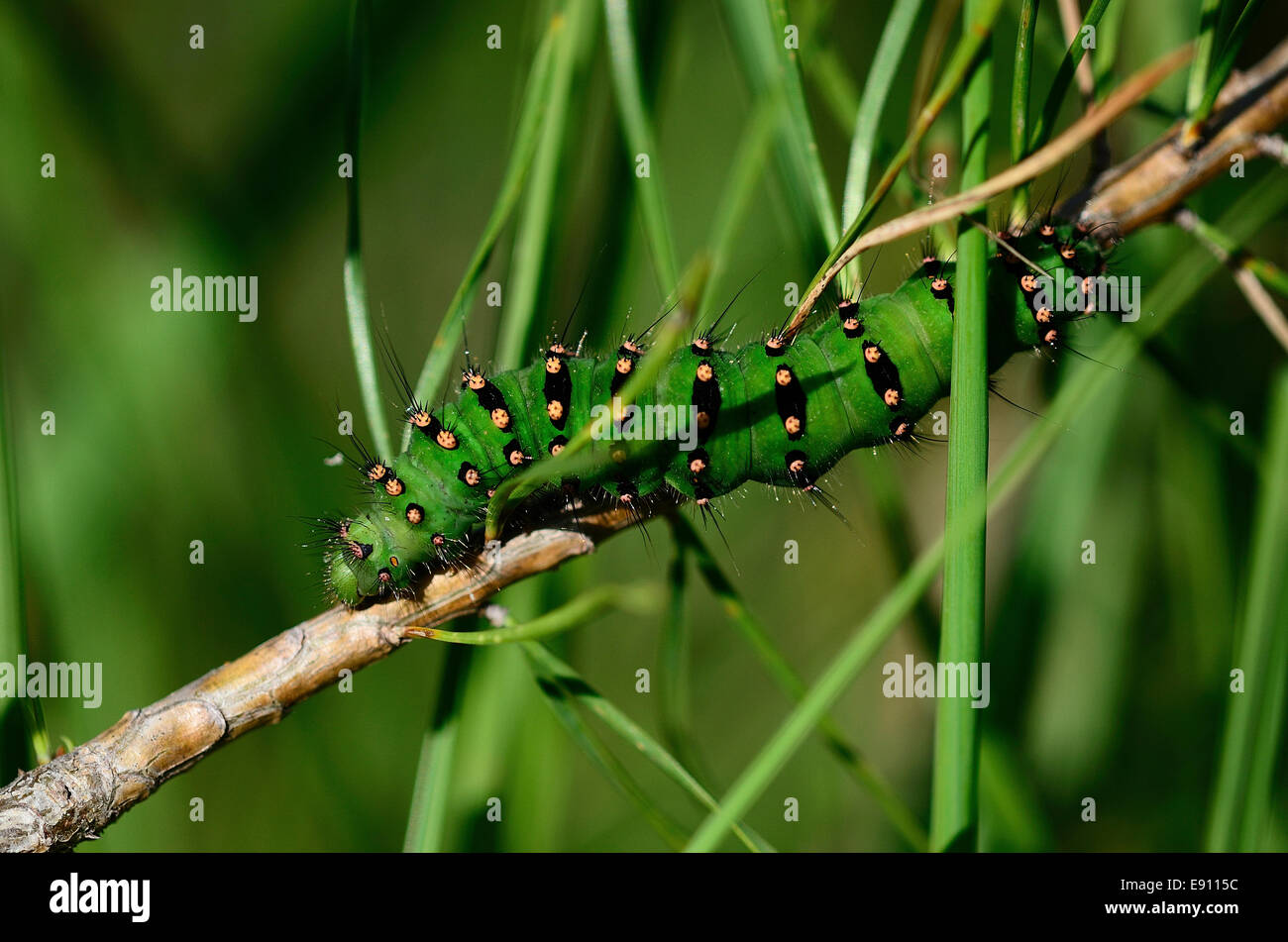 Saturniidae moth caterpillar hi-res stock photography and images - Alamy