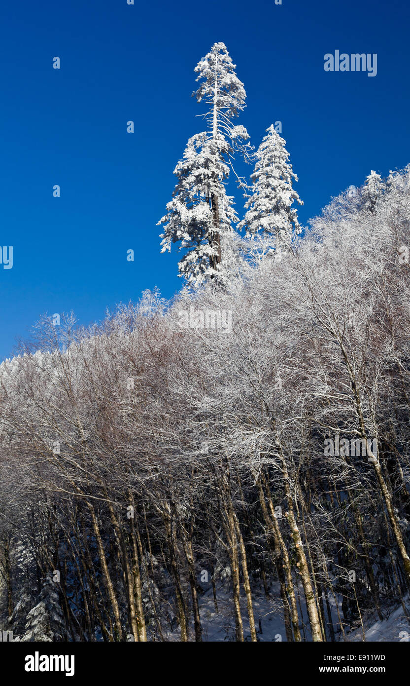 Pine trees covered in snow on skyline Stock Photo - Alamy
