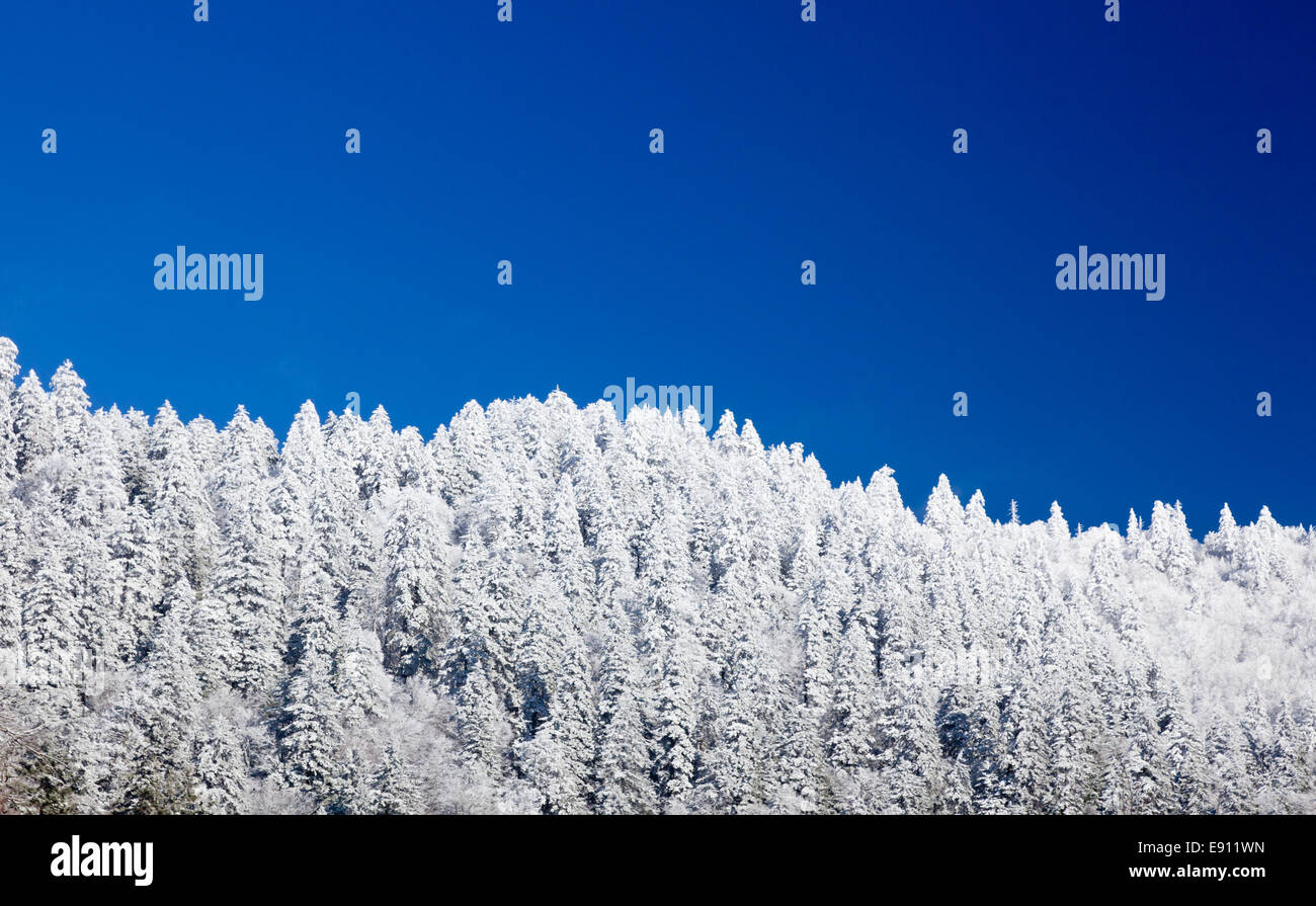 Pine trees covered in snow on skyline Stock Photo - Alamy