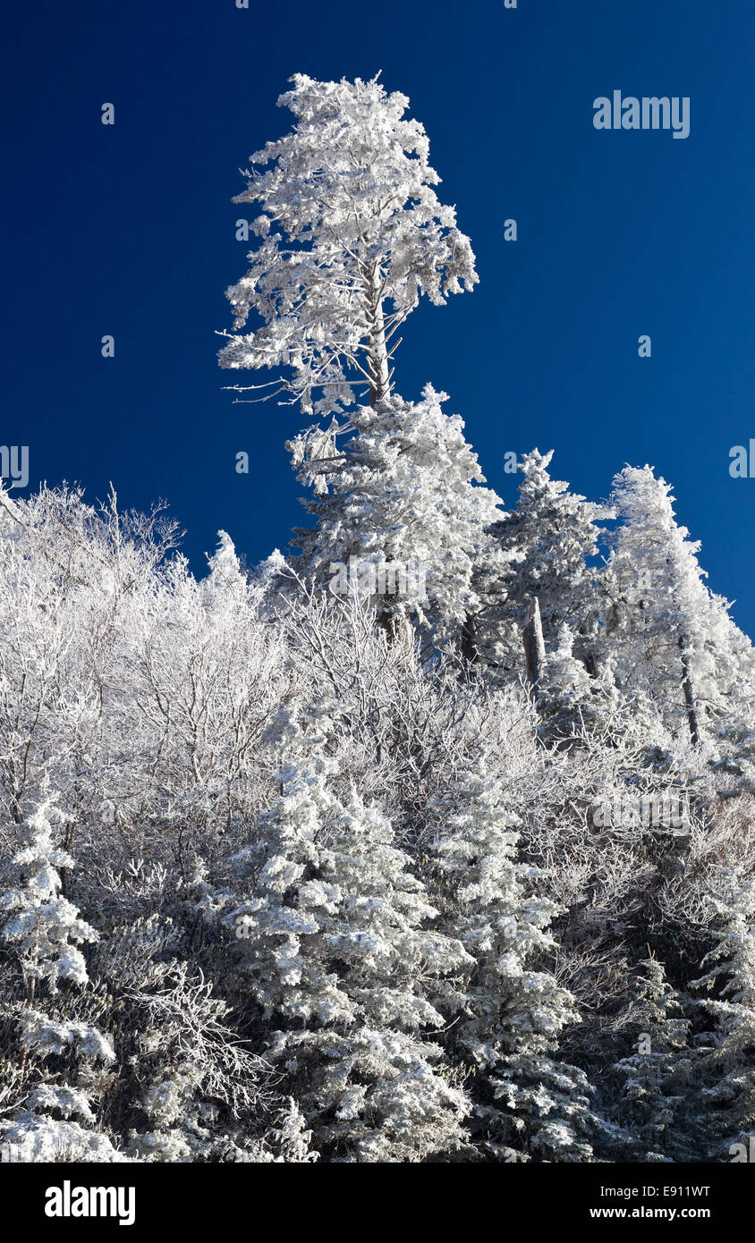 Pine trees covered in snow on skyline Stock Photo - Alamy