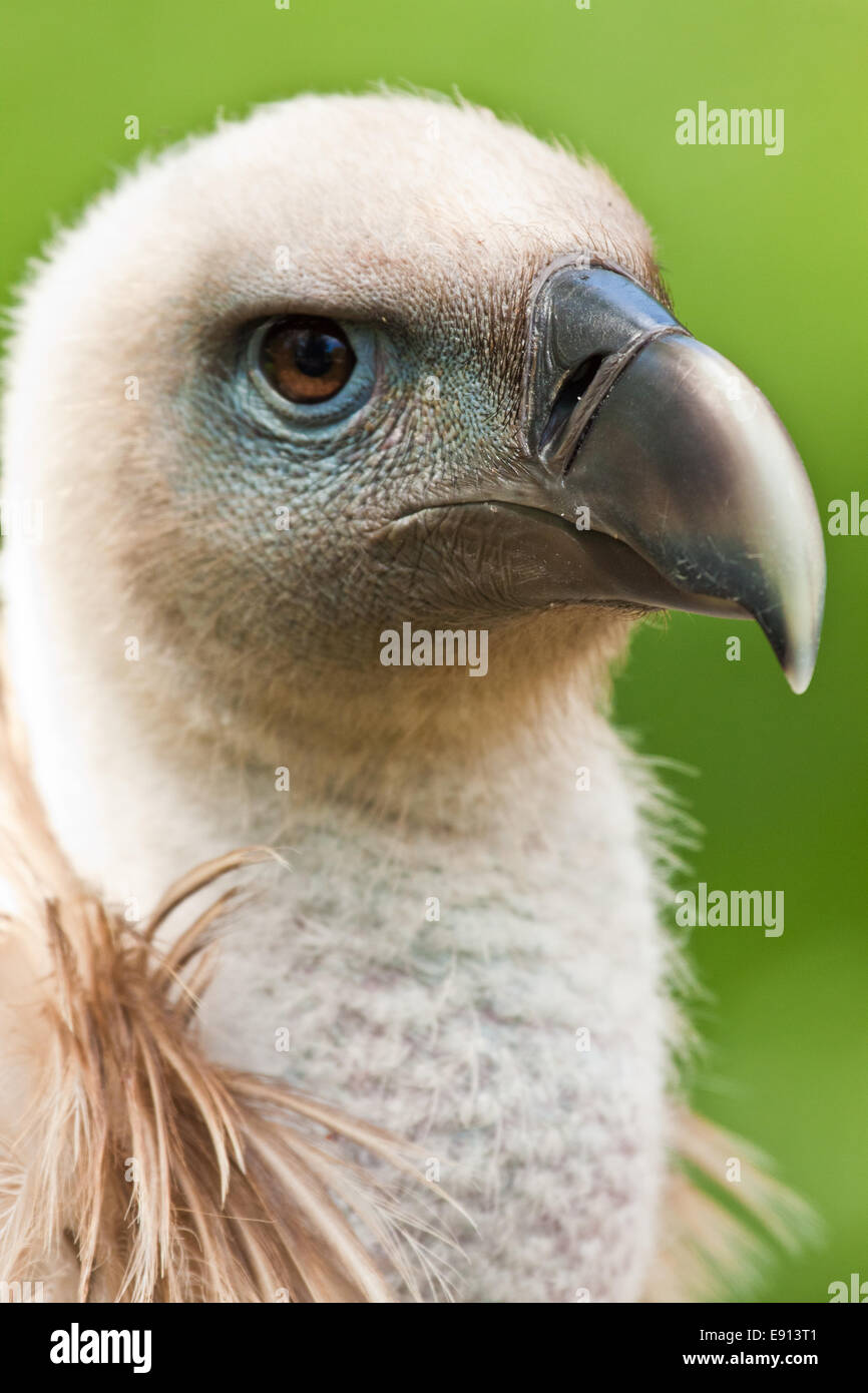 Griffon Vulture Stock Photo