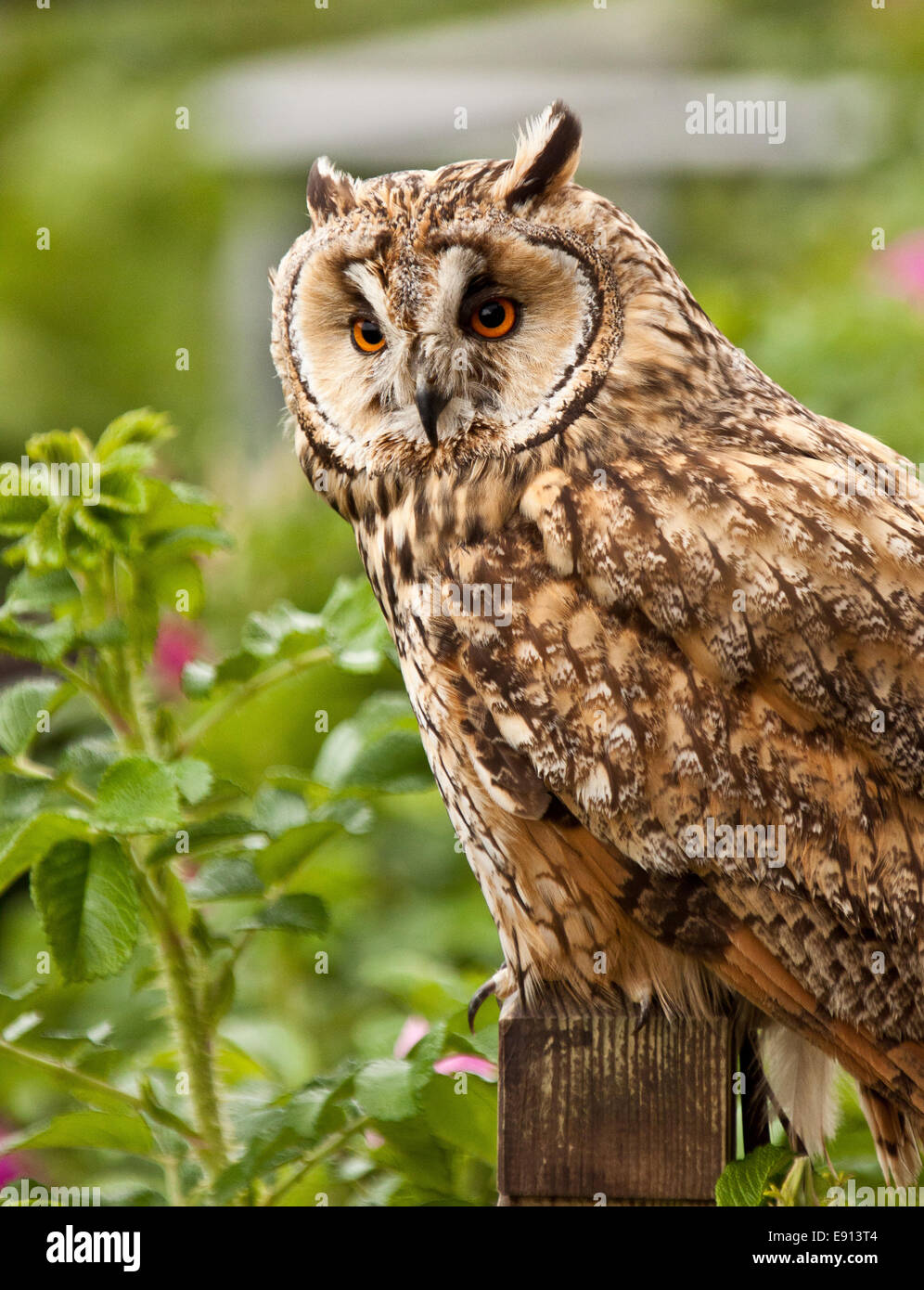 Long-eared Owl Stock Photo