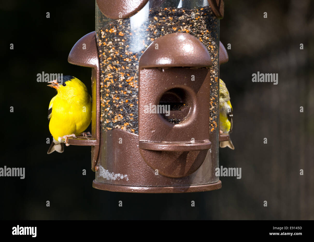 Goldfinch eating from bird feeder Stock Photo - Alamy