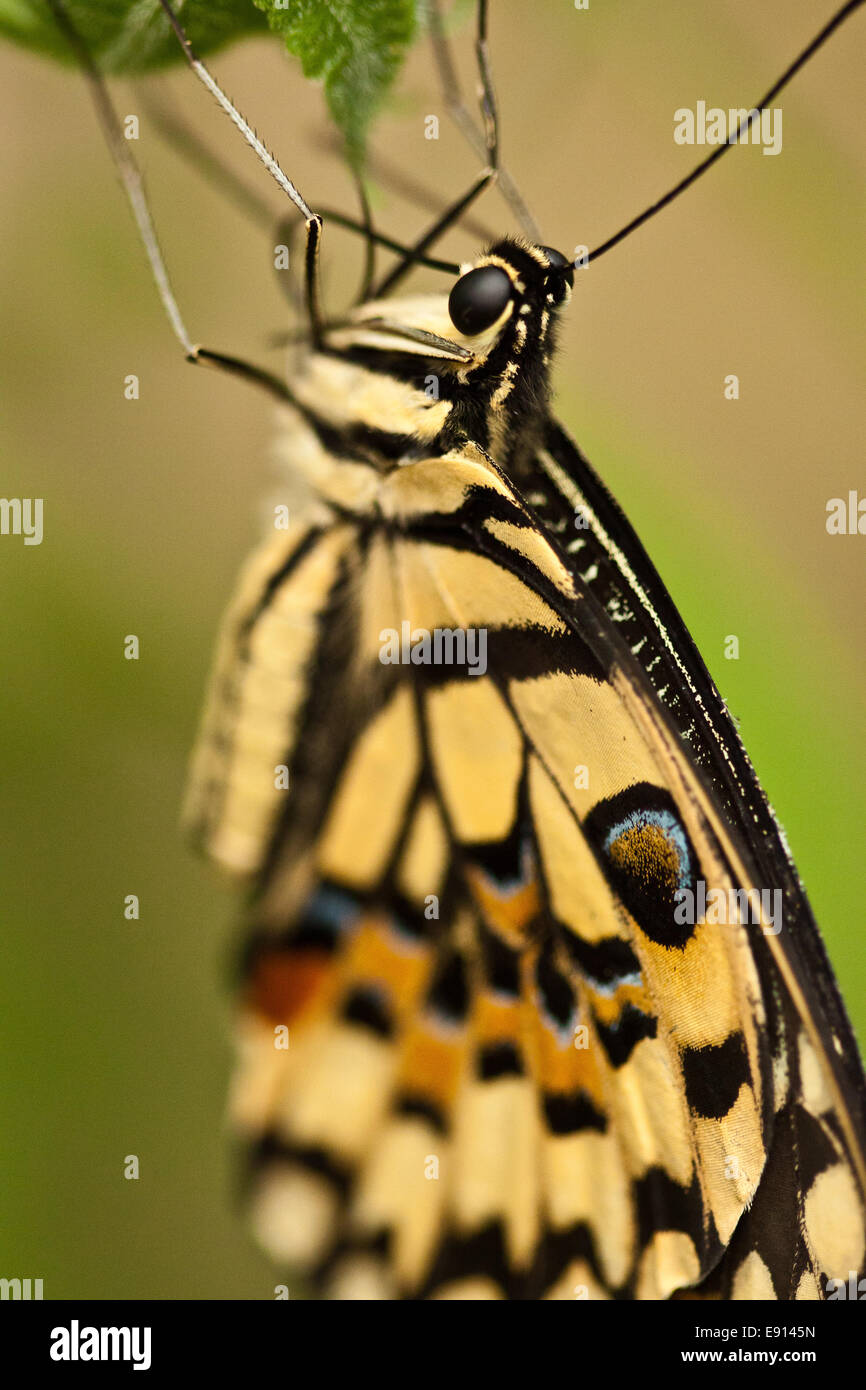 Common Lime Butterfly (Papilio demoleus Stock Photo Alamy