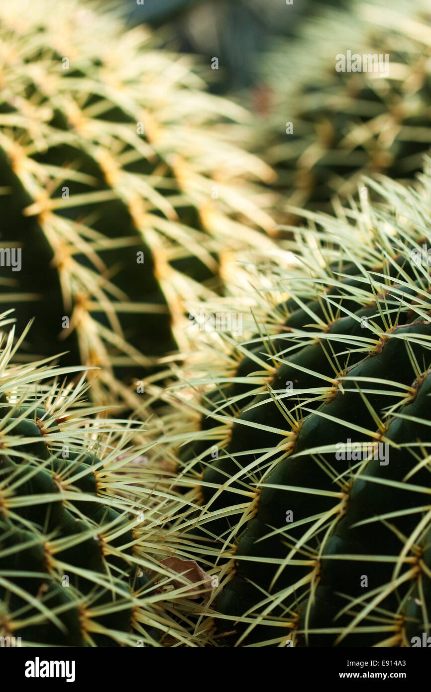 cactus, cacti Stock Photo: 74398747 - Alamy