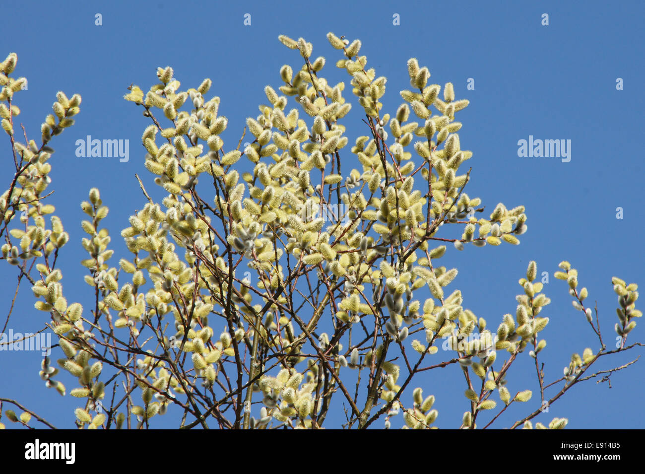 Salix daphnoides, Reifweide, Willow Stock Photo