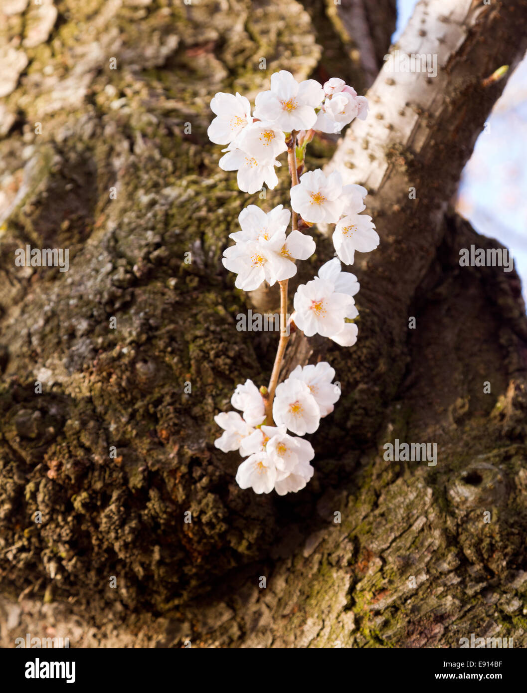 Cherry Blossom Trees by Tidal Basin Stock Photo