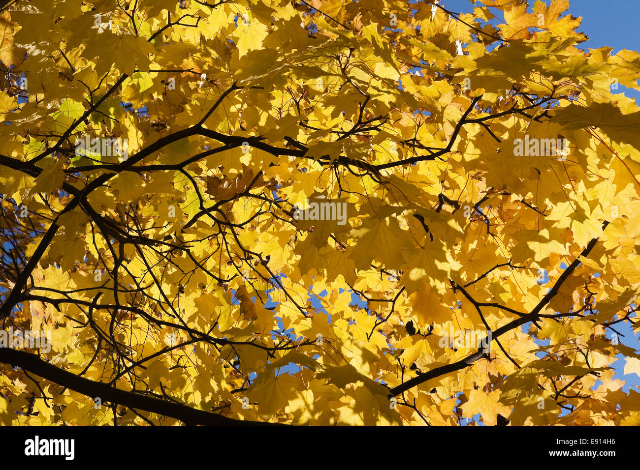 Yellow maple leaves against blue sky Stock Photo - Alamy