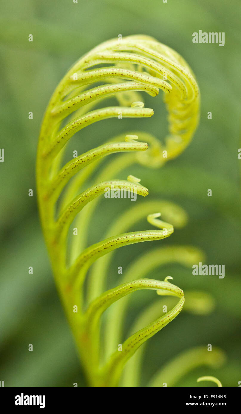 Elegant fern hi-res stock photography and images - Alamy