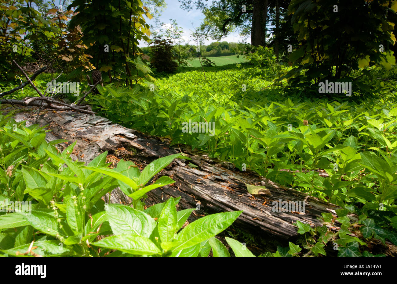 Dog's Mercury - Mercurialis perennis (Euphorbiaceae) Stock Photo