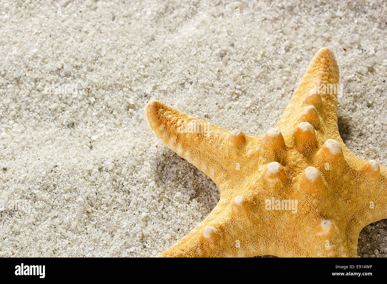 golden-starfish-hi-res-stock-photography-and-images-alamy
