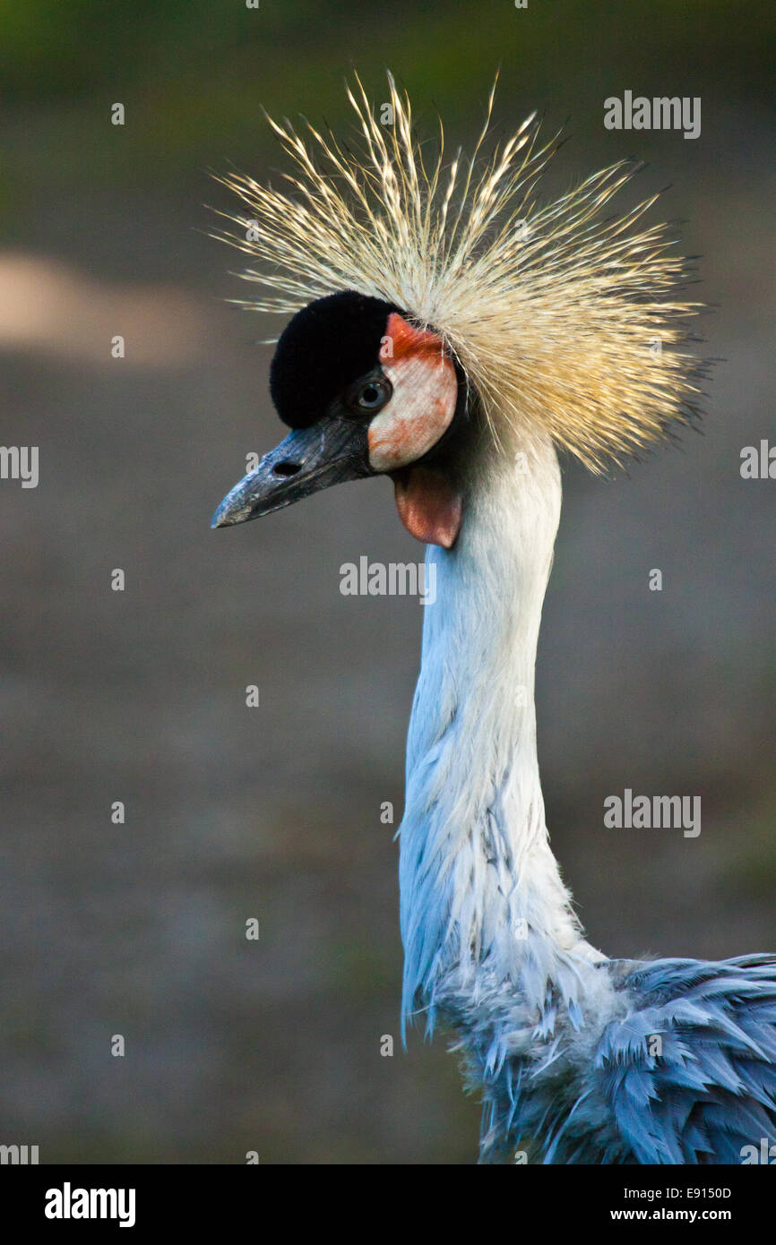 Grey crowned crane Stock Photo