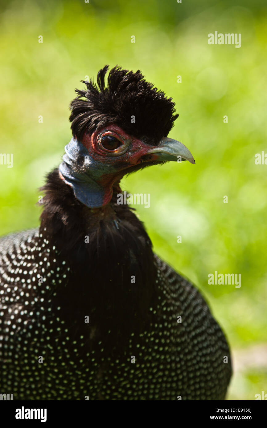 Crested Guineafowl Stock Photo