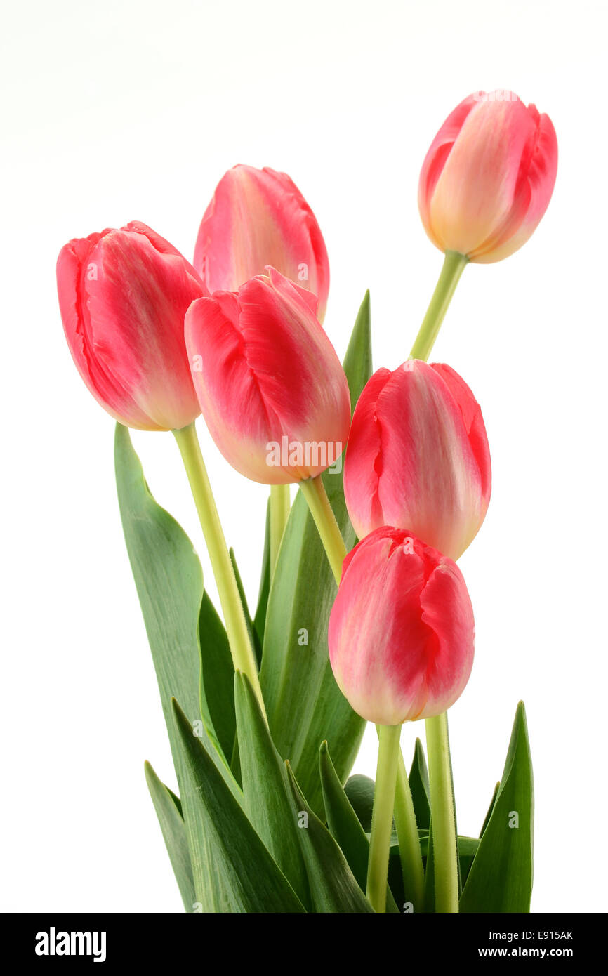 Tulips isolated on white background Stock Photo - Alamy
