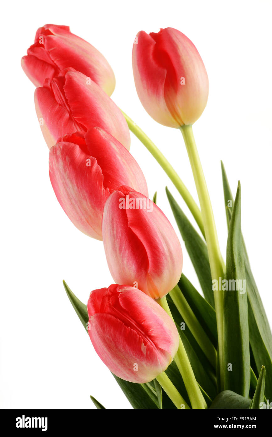 Tulips isolated on white background Stock Photo - Alamy